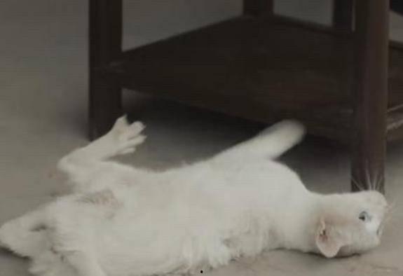 猫咪打针视频,温馨治愈的守护瞬间