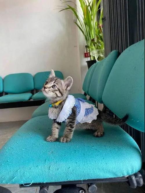 猫咪打针视频,温馨治愈的守护瞬间