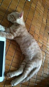 猫咪打针视频,温馨治愈的守护瞬间