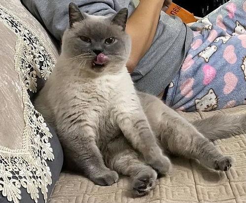 英短猫视频,视频捕捉萌态百态