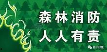 森林防火宣传视频,守护绿色家园——宣传视频深度解读