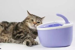 猫喝水视频,揭秘猫咪喝水的小秘密