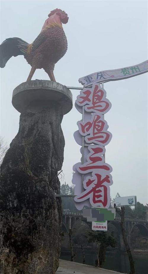 鸡鸣视频,揭秘日常生活背后的趣味与智慧
