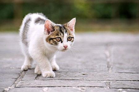 猫图片大全大图,猫图片大全大图精选
