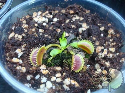 捕蝇草视频大全,揭秘神奇捕食植物的奥秘