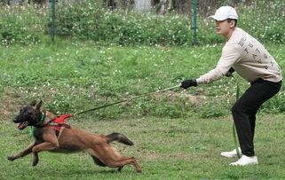 训练警犬视频,忠诚与智慧的完美结合