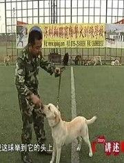 训练警犬视频,忠诚与智慧的完美结合