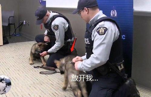 训练警犬视频,忠诚与智慧的完美结合