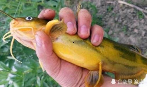 钓黄辣丁视频,跟随视频学钓技