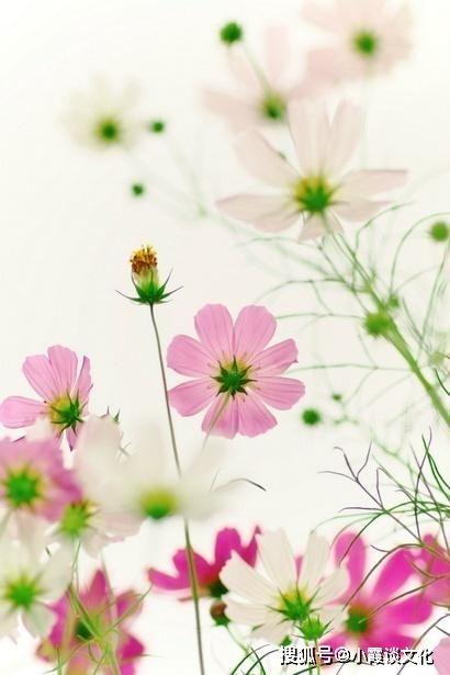 真花图片大全,千姿百态，尽收眼底