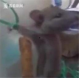 打老鼠视频,高效打老鼠技巧大公开