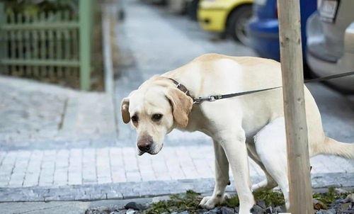 狗狗挤肛门腺视频教程,视频教程详解