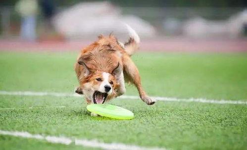 狗狗挤肛门腺视频教程,视频教程详解