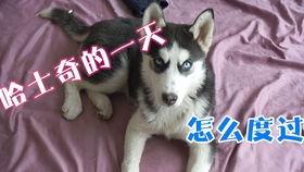 二哈的搞笑视频,萌宠笑料不断，欢乐无限