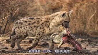 动物的视频,视频中的自然奇观