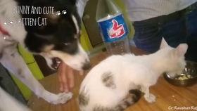 猫狗的搞笑视频,欢乐搞笑视频大盘点