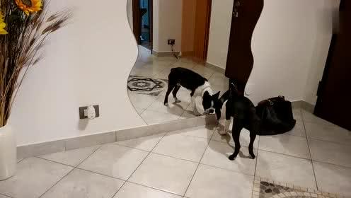 猫狗的搞笑视频,欢乐搞笑视频大盘点