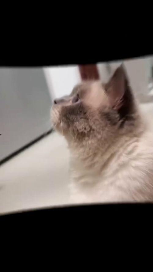 小猫猫视频,小猫猫视频集锦