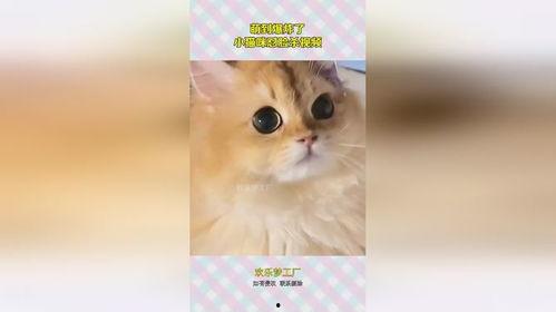 小猫猫视频,小猫猫视频集锦