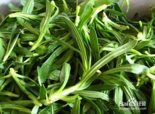 能吃的野菜图片大全,常见可食用野菜图片集锦