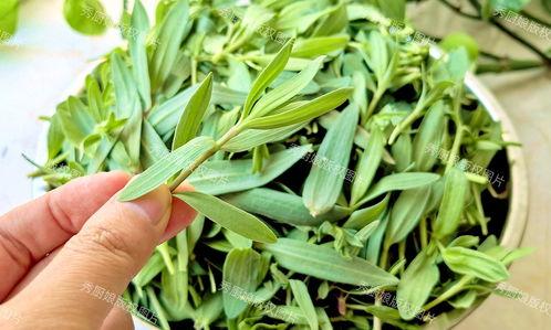 能吃的野菜图片大全,常见可食用野菜图片集锦
