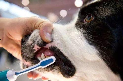 狗狗刷牙视频,轻松掌握宠物口腔护理技巧