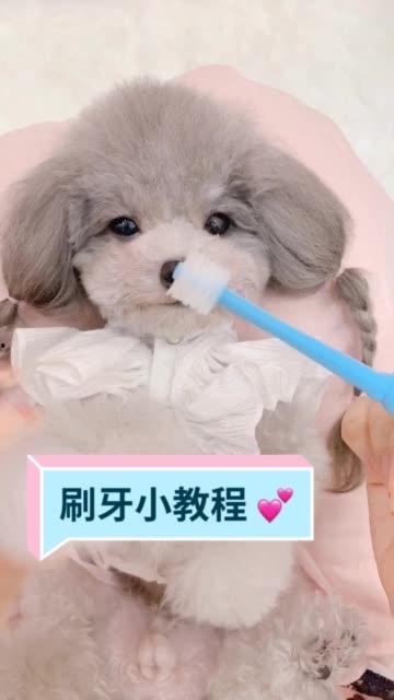 狗狗刷牙视频,轻松掌握宠物口腔护理技巧