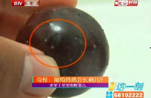 皮虫视频,揭秘昆虫世界的奇妙与奥秘