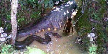 蛇吞人视频