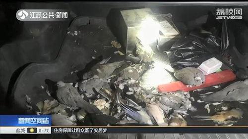 杀鸟视频,人性与道德的拷问