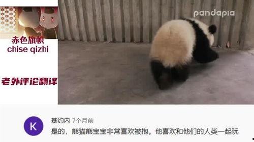 熊猫幼崽视频,温馨瞬间引网友热议