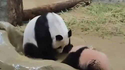 熊猫幼崽视频,温馨瞬间引网友热议