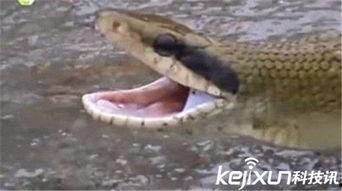 巨蛇的视频,揭秘神秘巨蛇的震撼瞬间