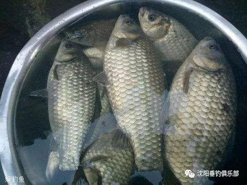 黑坑钓鲫鱼视频,视频教学带你轻松上钩