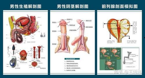 生殖器解剖视频,全面解析人体生殖系统奥秘
