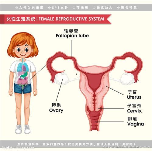 生殖器解剖视频,全面解析人体生殖系统奥秘