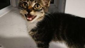 猫的叫声视频,揭秘猫咪叫声背后的情感密码