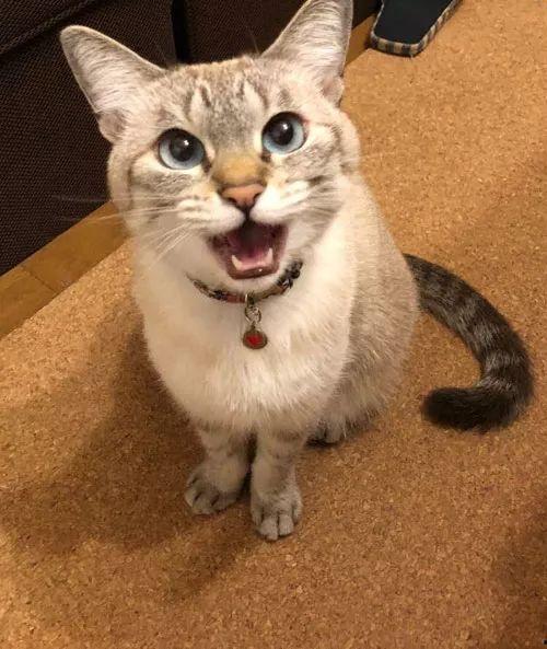 猫的叫声视频,揭秘猫咪叫声背后的情感密码