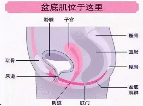 盆底肌修复视频,视频教程带你轻松恢复产后健康