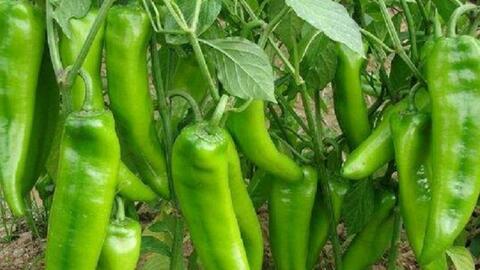辣椒种植视频,从播种到收获的实用指南