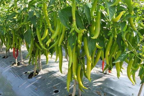辣椒种植视频,从播种到收获的实用指南