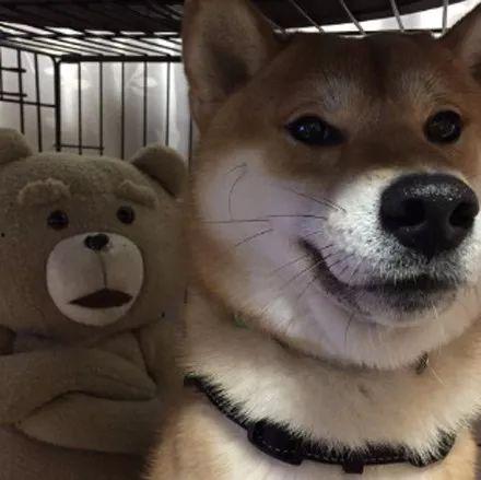 柴犬搞笑视频,萌宠界的喜剧之王
