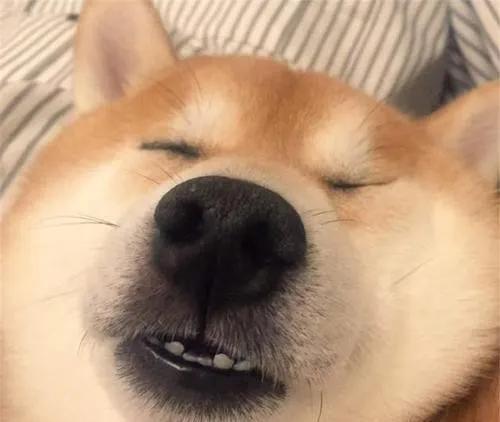 柴犬搞笑视频,萌宠界的喜剧之王