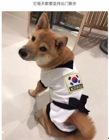 柴犬搞笑视频,萌宠界的喜剧之王