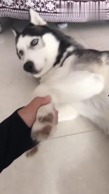 二哈 视频,欢乐视频集锦
