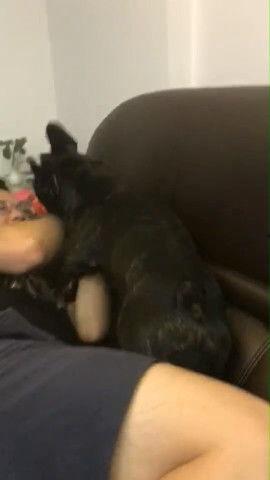 斗牛犬打架视频,一场热血沸腾的街头争霸战