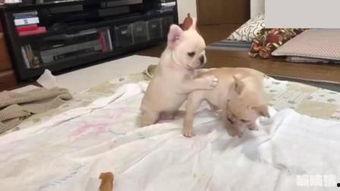 斗牛犬打架视频,一场热血沸腾的街头争霸战