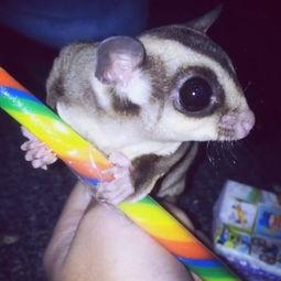 蜜袋鼯视频,带你领略树袋熊家族的可爱瞬间