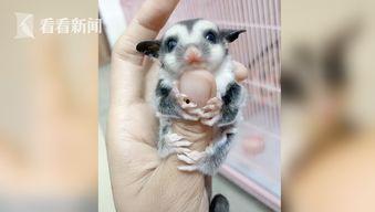 蜜袋鼯视频,带你领略树袋熊家族的可爱瞬间
